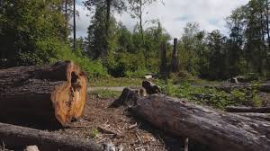 Best Storm Damage Tree Cleanup  in Oldsmar, FL