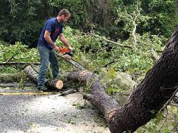 Best Stump Grinding and Removal  in Oldsmar, FL