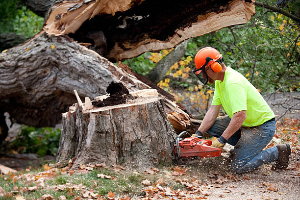 Soil Testing and Treatment in Oldsmar, FL