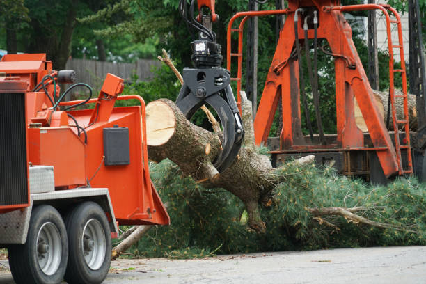 Best Palm Tree Trimming  in Oldsmar, FL