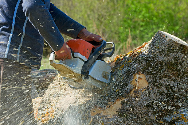 Best Fruit Tree Pruning  in Oldsmar, FL