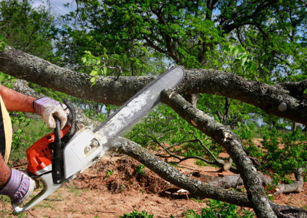 Best Tree Preservation Services  in Oldsmar, FL