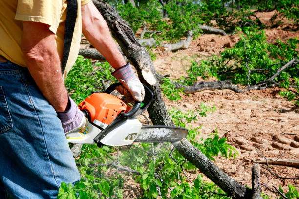 Best Tree Removal  in Oldsmar, FL